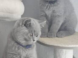Regal British Shorthair Kittens: The Ultimate Companion