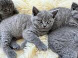 Regal British Shorthair Kittens: The Ultimate Companion - фото 4