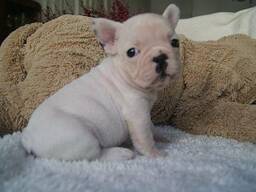 Щенки французского бульдога на продажу