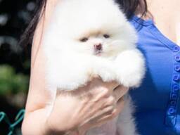 Щенки Померанского шпица