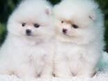 Щенки Померанского шпица - фото 3