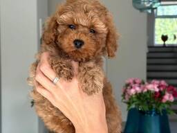 Щенки той-пуделя на продажу