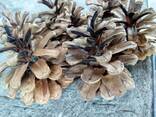 Шишка Pinus nigra (сосны черной)100 штук, шишки для декора, сосновые шишки - фото 8
