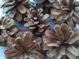 Шишка Pinus nigra (сосны черной)100 штук, шишки для декора, сосновые шишки - фото 11