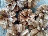 Шишка Pinus nigra (сосны черной)100 штук, шишки для декора, сосновые шишки - фото 15