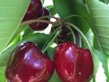 Sweet cherry from Bulgaria - photo 1