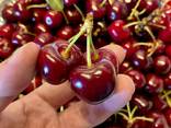 Sweet cherry from Bulgaria - photo 2