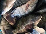 Tilapia Niloticus Frozen Fish Cleaned Gutted Scaled Seafood IQF Whole Black Tilapia - фото 1