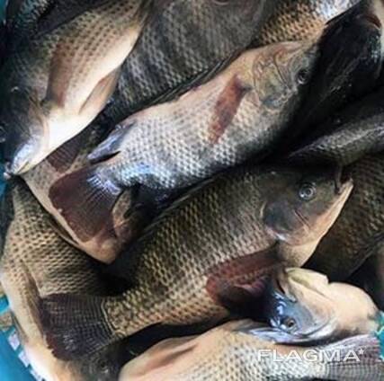 Tilapia Niloticus Frozen Fish Cleaned Gutted Scaled Seafood IQF Whole Black Tilapia