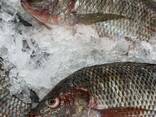 Tilapia Niloticus Frozen Fish Cleaned Gutted Scaled Seafood IQF Whole Black Tilapia - фото 1