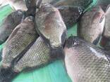 Tilapia Niloticus Frozen Fish Cleaned Gutted Scaled Seafood IQF Whole Black Tilapia - фото 2