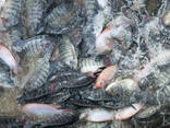 Tilapia Niloticus Frozen Fish Cleaned Gutted Scaled Seafood IQF Whole Black Tilapia - фото 3