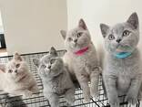 Top-Quality British Shorthair Kittens - photo 1