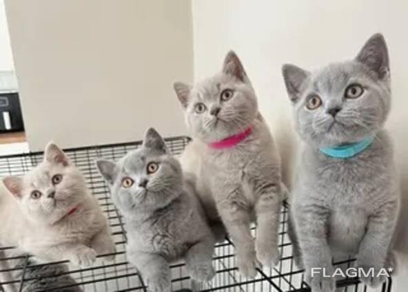 Top-Quality British Shorthair Kittens