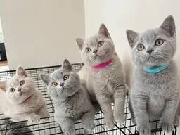 Top-Quality British Shorthair Kittens