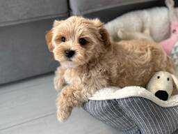 Unsere wunderschönen Maltipoo-Hündinnen