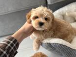 Unsere wunderschönen Maltipoo-Hündinnen - фото 1