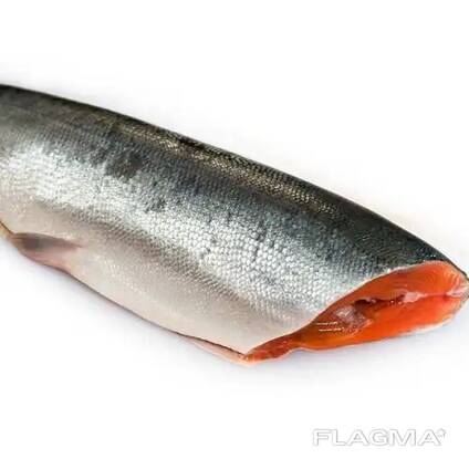 Wholesale Salmon Fish Frozen Fillet Fresh And Frozen Atlantic Salmon Fish/ Trout Fish