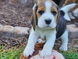 Wunderschöne Beagle-Welpen - фото 1
