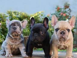 Wunderschöne Französische Bulldoggenwelpen zu verkaufen