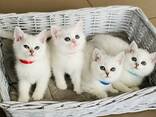 Wunderschöne Reinrassige BKH Kitten - фото 1