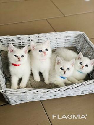 Wunderschöne Reinrassige BKH Kitten