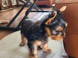 Yorkshire-Terrier-Welpen - фото 2