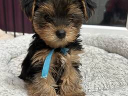 Yorkshire Terrier-Welpen