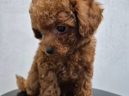 Zwergpudelwelpen aus liebevoller Familienaufzucht